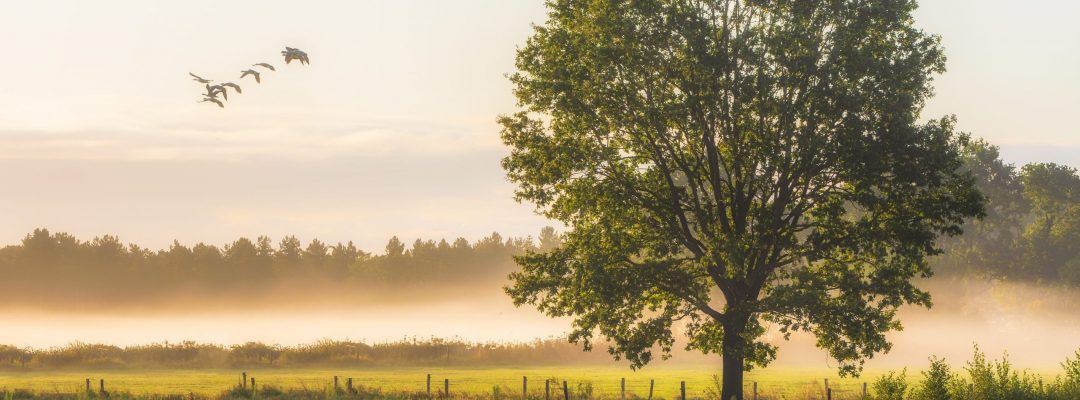 A beautiful shot of a big green leafed trees on a grassy field with a foggy background at daytime
